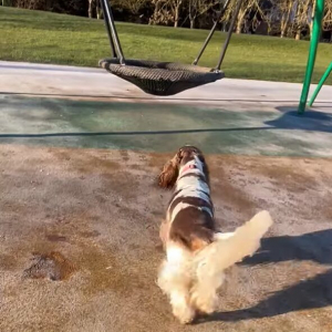 ブランコが大好きな愛犬たち。公園で見つけるとさっそく2匹で飛び乗った！！【海外・動画】