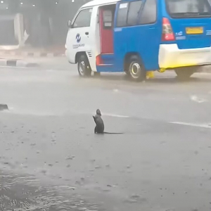 ネズミ版「雨に唄えば」？大雨にネズミが道路の真ん中で大興奮！ジャンプまでしています【海外・動画】