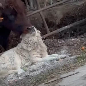 深い絆が見て取れる。犬のことをウシが一生懸命毛づくろい！！【海外・動画】