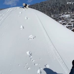 子犬がスノーボードになっちゃった！？腹ばいになって雪の降った丘を下るゴールデンリトリバーがかわいい！！【海外・動画】