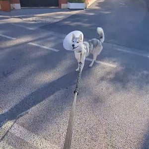 エリザベスカラーをつけた犬。お散歩中に運命の出会いが！！