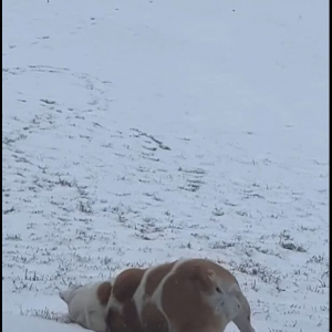 雪を満喫するフレンチブルドッグ。丘の上でゴロリと寝転んで・・、そのまま滑りおりていく～！！【アメリカ・動画】