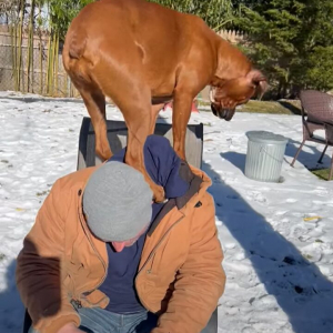 肩車して欲しかったのかな？チェアに腰掛ける男性の上に乗るボクサー犬。陣取ったのは、膝の上ではなく・・！？【海外・動画】