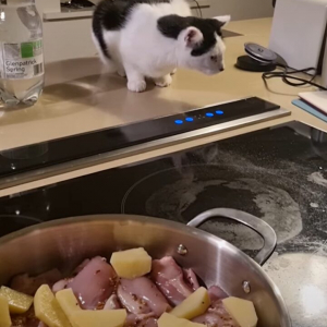 子猫が料理のお手伝い？パネルが気になるようでおててを伸ばしたら・・、ママさんはうれしくてサムズアップ！！【海外・動画】