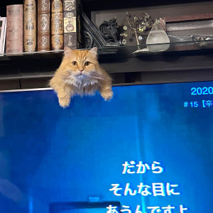 テレビの裏から出てきた猫がいい味出している。「ちょっと嫌いな人がミスしたら送るスタンプ」にちょうどいい写真が話題に