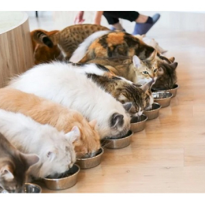 【群馬県高崎市】猫と触れ合える「猫カフェMOCHA イオンモール高崎店」オープン！PC作業も可能