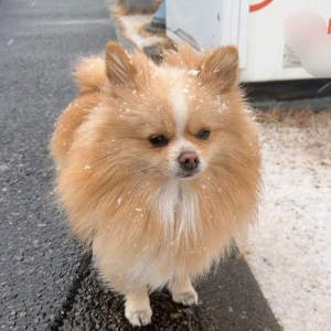 【こんなはずじゃなかった】雪の日に「外」に行きたいと切望したはずのポメラニアンがしょんぼり！その反応に「めっちゃテンション下がってる」「後悔した顔してる」