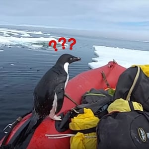 海からピョーン！間違ってゴムボートに上がっちゃったペンギンの戸惑う姿がかわいい！