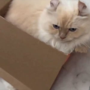 段ボールに入れている気満々の猫。だけど実際の状況に・・「かわいいあんよが出ちゃってるよー」「可愛いな～」