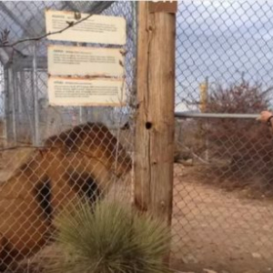 飼育員「死ぬかと思った！」檻の中のライオンにビビらされる飼育員に思わず笑ってしまう