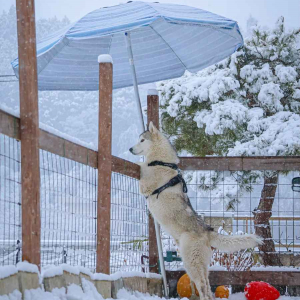 雪遊びするよりも景色を楽しみたい！？風流なハスキー犬に「可愛いしカッコいいし美しい」「なんてロマンチックなハスキーなんだ」