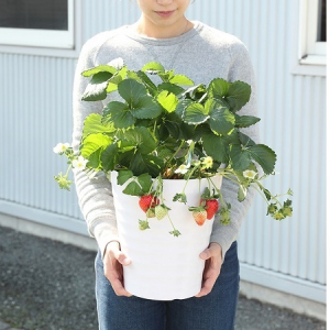 宮川洋蘭が「おうちでいちご狩りができる大きなイチゴ鉢」を150鉢限定で先行発売中！
