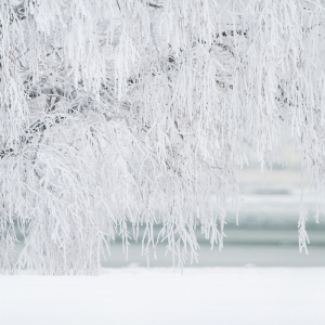 「柳に雪折れなし」とはどんな意味？「柳に風」との違いは？