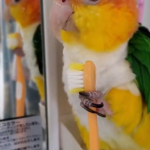 歯ブラシで器用にクチバシみがきをするシロハラインコ。飼い主さんの歯ブラシを使うかわいい姿に「パパさんの事好きなから選んだのかも」「パパの歯ブラシを使ってみたかったんだな」