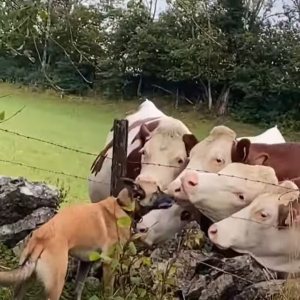 とっても仲良しな犬とウシたち。犬からのキスを求めてウシたちが寄ってきた！！【海外・動画】