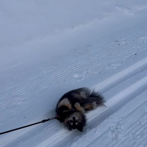 雪山まで散歩するはずが！？愛犬が寝転んで起き上がらない！！【海外・動画】