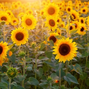 ひまわりの花言葉は・・・ちょっと重い気もするけどとってもポジティブ！！