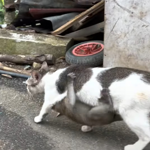 歩いている猫になんだか違和感。よく見たらその体にギュッと抱きつく『ある動物』の赤ちゃんの姿が！！【海外・動画】