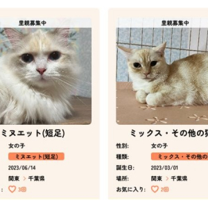 保護猫と飼い主をつなぐサイト「Cat Club KIZUNA」、猫の日2月22日にオープン