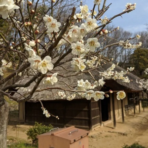 【東京都町田市】冬の薬師池の魅力が体験できる「梅まつり」を開催＆「町田市防災アンバサダー」を募集