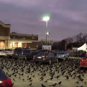 おいおいこの世の終わりかよ･･･大量の黒い鳥がスーパーの駐車場を占拠！世にも恐ろしい光景が話題に