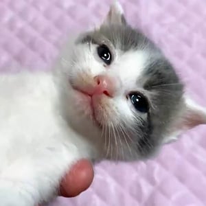 【癒やし動画】はじめて目薬をした子猫がかわいすぎると大絶賛 / つぶらな瞳がタマラナイ！