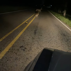 鹿の親子が道路を横断！停車し見守っていると！まさかの当り屋バンビ？