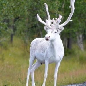 スウェーデンで目撃された“白い鹿”まるで神の使いのよう