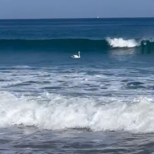 白鳥も波に乗る！？大きな波でパドリングしている姿に驚き！！【海外・動画】