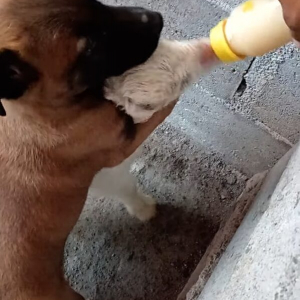 子犬がヤギの赤ちゃんのお手伝い？ミルクを飲む間後ろからぎゅっと抱き着いてる！？大好きで仕方ないのかも！！【海外・動画】