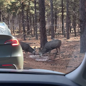 野生動物とは思えない人懐っこさ！シカが車に近寄ってくると・・なでてアピールしてきた！！【アメリカ・動画】