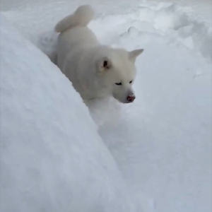 雪の中に顔をうずめた秋田犬。その姿に「かわいい」「和みました」「幸せだねえ」