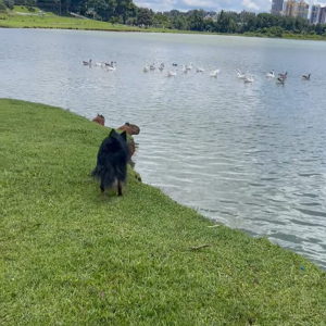 公園を散歩中の愛犬たち。目の前にカピバラたちがいるのを見つけてひっそり近寄りますが・・気付かれちゃった！！【海外・動画】