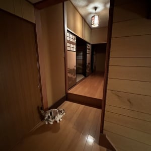 リノベーションを相談するために家の中の写真を撮ってると・・、逐一写り込んでくる猫がかわいすぎる！