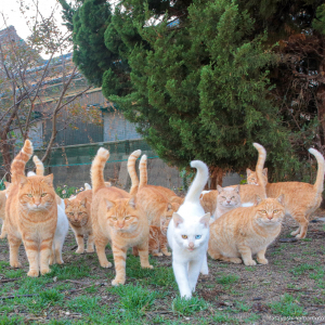 東京リベンニャーズ！？かっこよすぎる猫たちの1枚に鳥肌！！