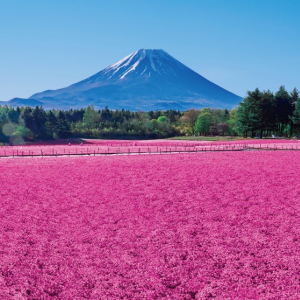 富士本栖湖リゾート、春の絶景「富士芝桜まつり」4月13日より開催！「ピーターラビット™ イングリッシュガーデン」も営業開始