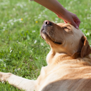 犬の死因の1位は「がん」。愛犬のがんのリスクを調べられる「N-NOSE® わんちゃん」が利用後のがん発見率速報値を公表