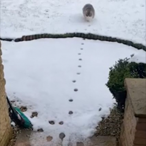 雪の上をゆっくりと進む猫。ただ歩いているだけだと思ったら、なんだか面白いことをしていました！！