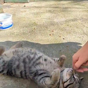 怖がりだった子猫との再会の様子が話題に。一目で伝わってくる注がれてきたたくさんの愛情に「みんな優しかったんですね」「甘えん坊になっちゃった」