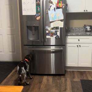 賢い子犬。氷が欲しいので冷蔵庫の前まで来ると・・自分で氷を必要な分用意しました！！【アメリカ・動画】