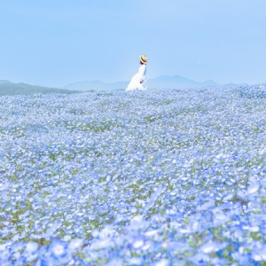 【広島県】世羅高原農場の施設にて、丘一面を覆いつくす春の花畑「芝桜とネモフィラの丘」スタート