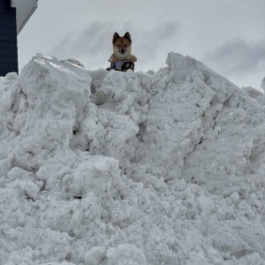 除雪車が家の前に雪を置いていき雪山状態に・・。絶望の状況と気持ちを払拭してくれた頂に立つ愛犬の姿が話題に！！