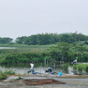 【千葉県旧印旛村(印西市)】印旛沼のペリカンと、市の天然記念物に指定されている吉高のオオザクラ