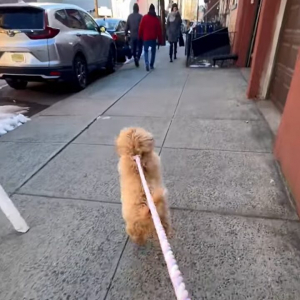 みんなを笑顔にする人懐っこい子犬。お散歩中にぴょんぴょん跳ねてすれ違う人たちに元気なご挨拶！！【アメリカ・動画】