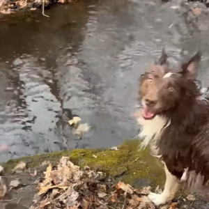 水の中にポチャンと投げたのは小石のはずなのに・・、愛犬がくわえ上げたのは随分な大物ですよ？！？！【アメリカ・動画】