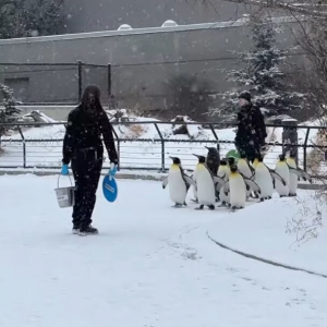 よちよち歩きで行進するキングペンギンたち。かわいい行列の中にはモフモフ赤ちゃんの姿も！！【海外・動画】