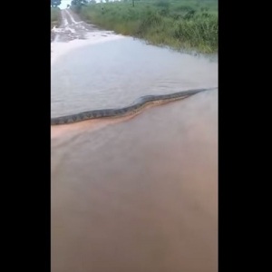 ブラジルのとある農村で想像を絶するレベルの巨大なアナコンダの映像に驚愕！