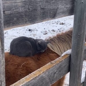 乗馬をする猫。馬の背中で丸くなってのんびりしているその様子も、猫が乗っているのを気にしていない馬も、どちらもかわいい！！【海外・動画】