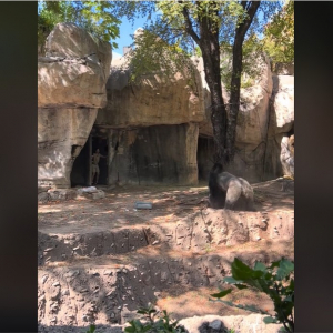 テキサスの動物園で飼育員がゴリラに追いかけ回される 「万が一のことが起きなくてなにより」「動画観てるこっちまでハラハラした」