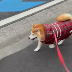 雨が降る中、いつも写真を撮ってる場所で足を止めようとしてくれた優しい柴犬。「場所がちゃんとわかってるのね」「優しい眼をしてる」